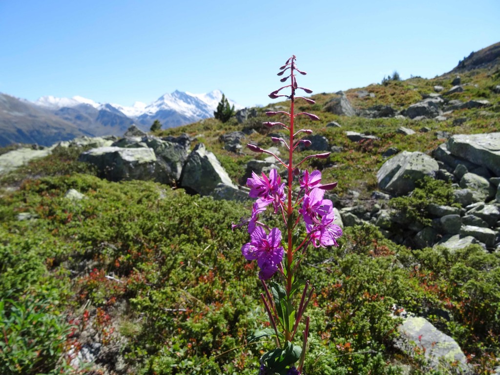 Faunes Flores Découvertes