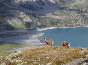 famillebouquetin